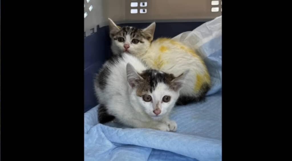 雷が鳴る日に保護されました