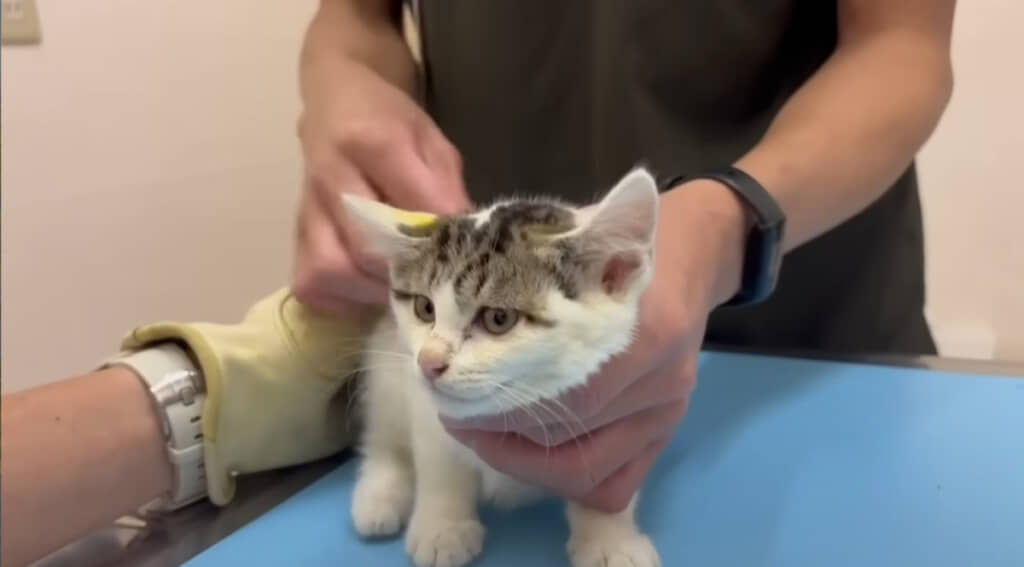 塗料などではなく一安心……！