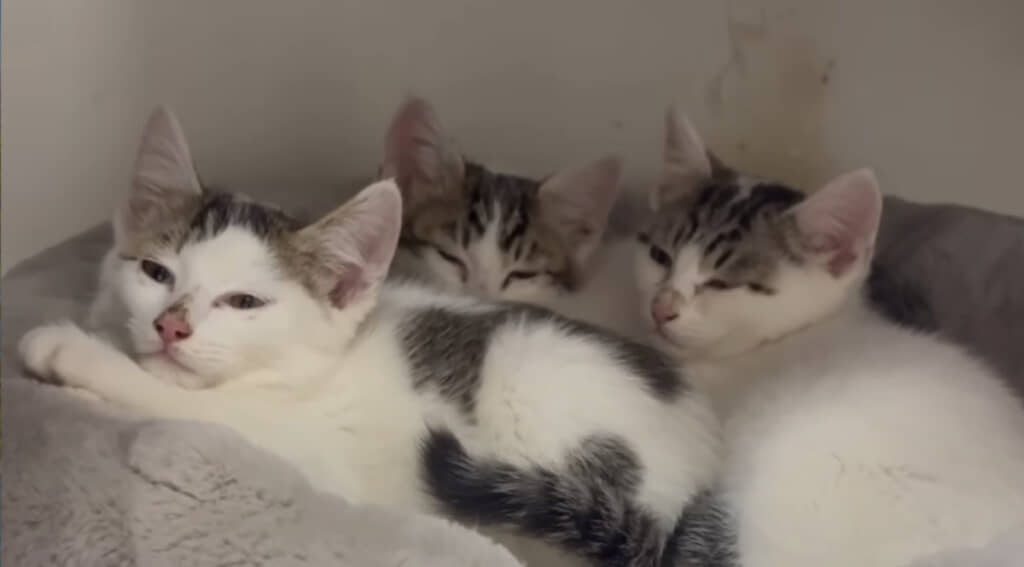 仲良しなシロキジ3姉妹