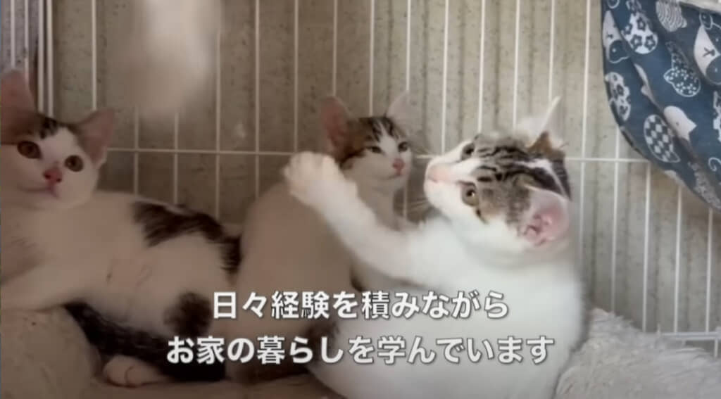猫ちゃんたちのペースで日々学んでいます