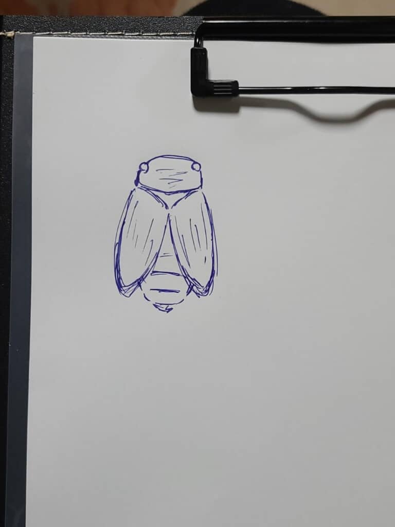 何も見ずに描いたセミの絵