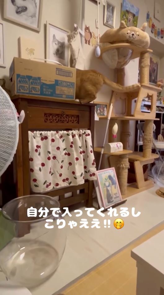 気に入って自分で入ってくれるちまきくん