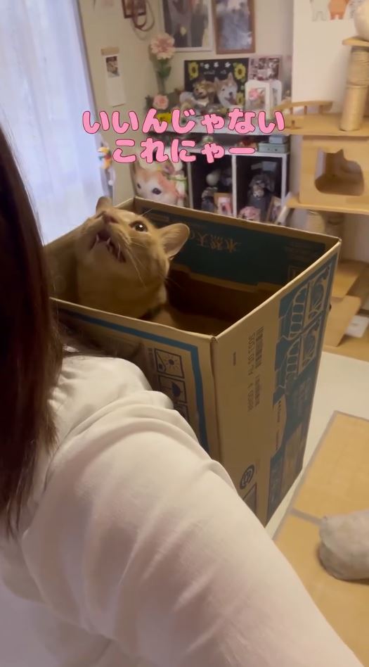 ちまきくん「これにゃー」