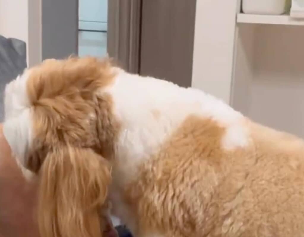 ぽこくんがパパさんに乗っかっていました