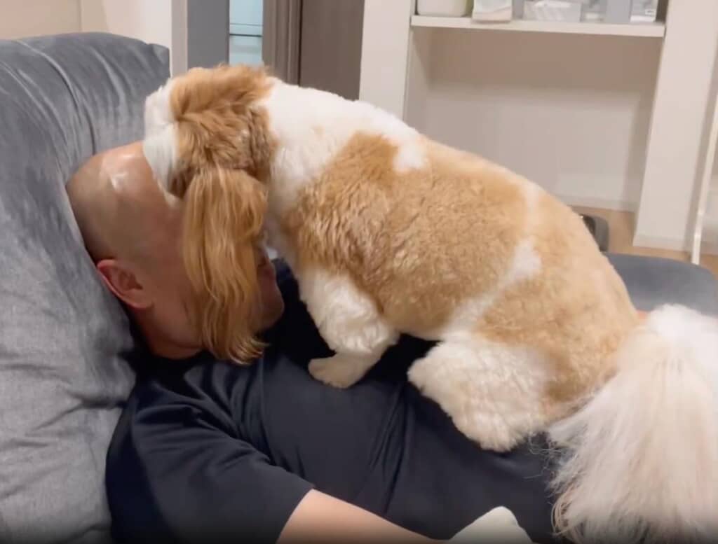 パパさんのひたいを一心不乱に舐めるぽこくん