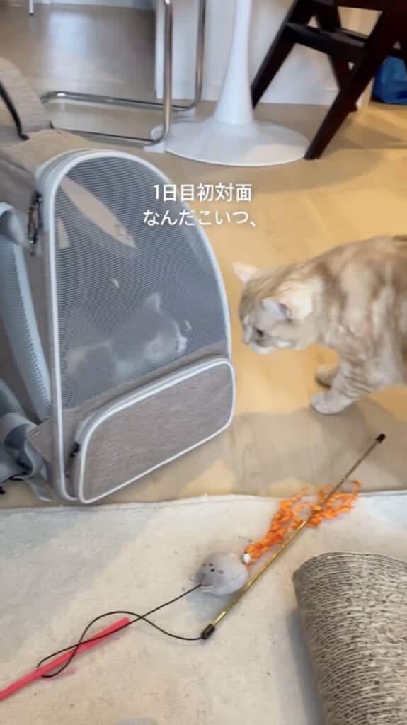 おそばくんに警戒心むき出しのとろろちゃん（1日目）