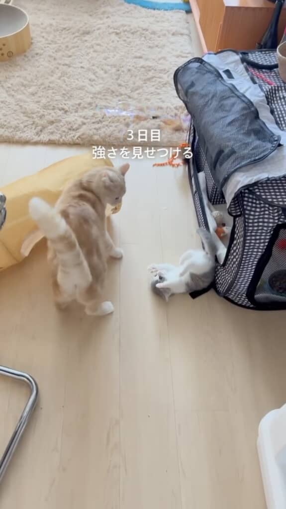 とろろちゃんの猛攻にひっくり返るおそばくん（3日目）