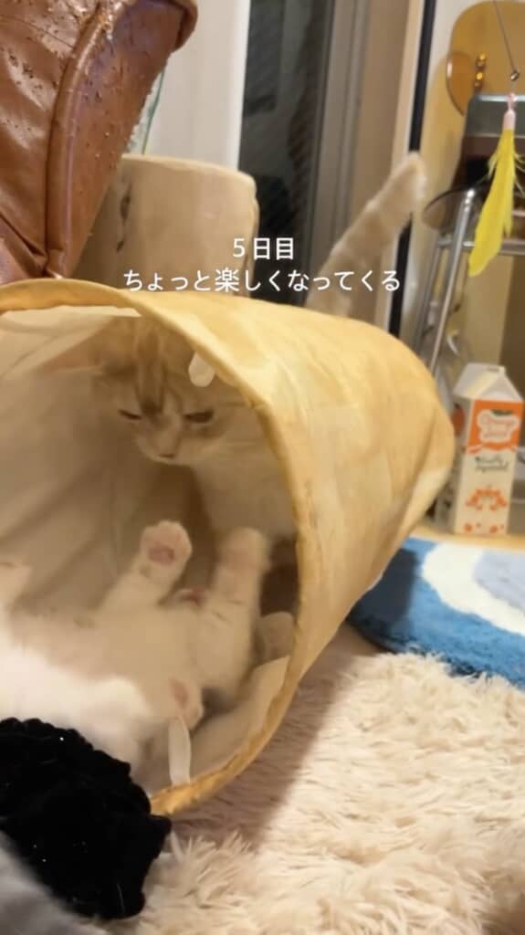 仲良しになり始めた2匹（5日目）