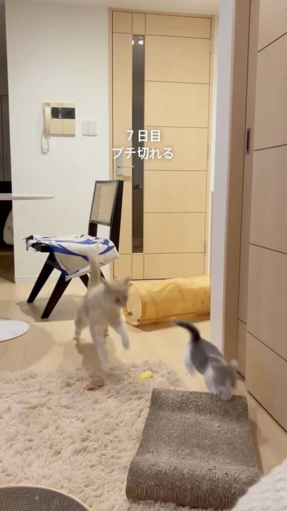 おそばくんにご飯を取られてお怒りのとろろちゃん（7日目）