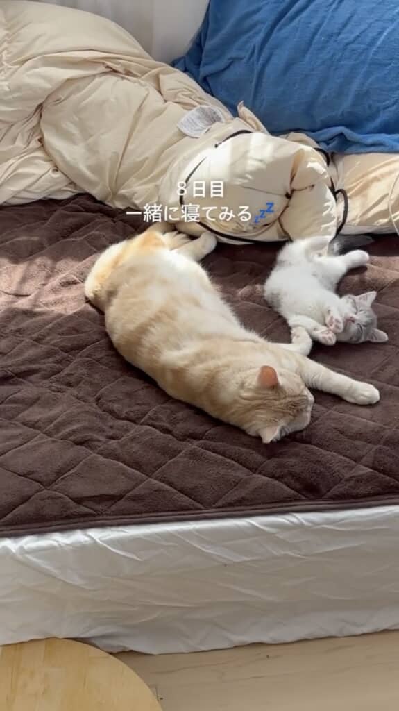 一緒に寝る2匹（8日目）