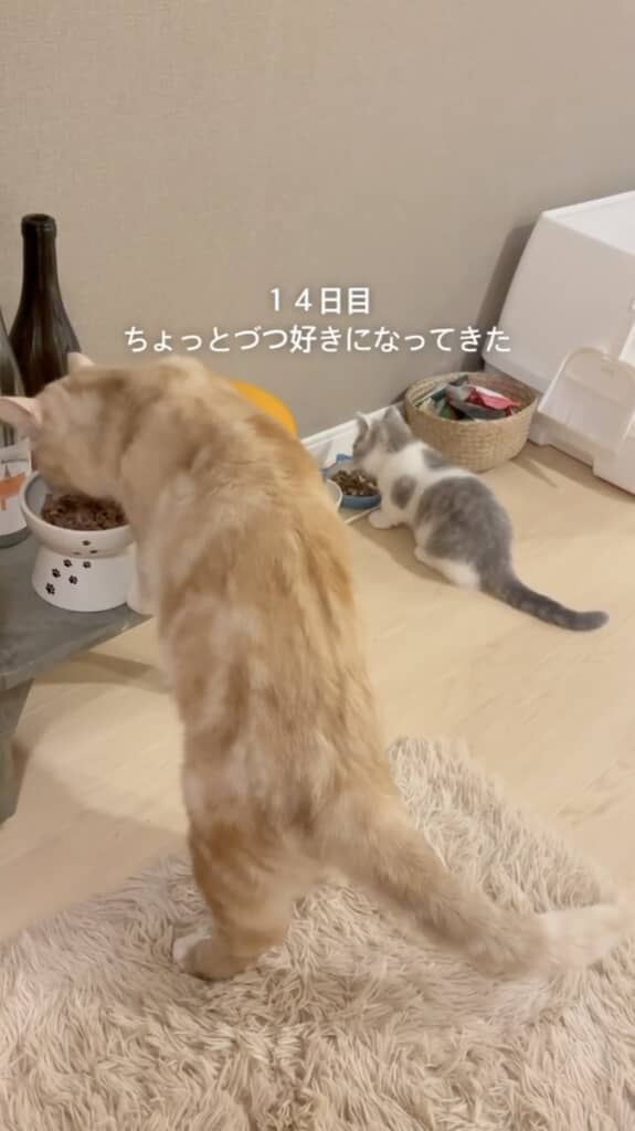 いつの間にか仲良しな2匹（14日目）