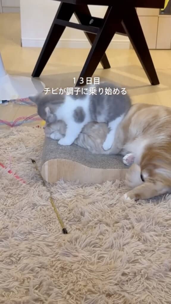 すっかりとろろちゃんに慣れたおそばくん（13日目）