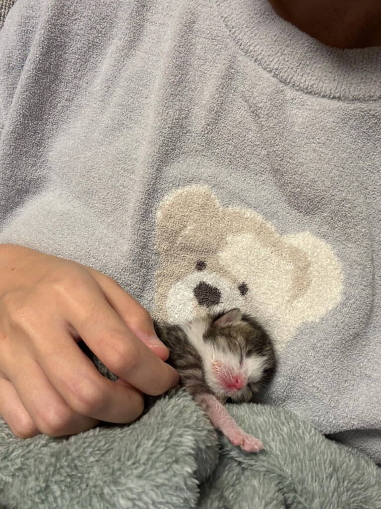 ヘソの緒が着いた状態で保護されたにものちゃん