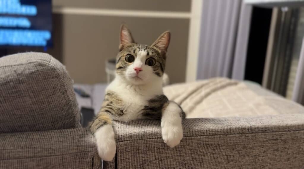 何か言いたそうなにものちゃん