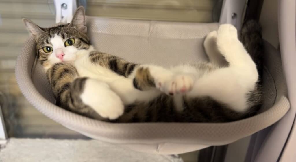 窓に取り付けられたベッドでまったり