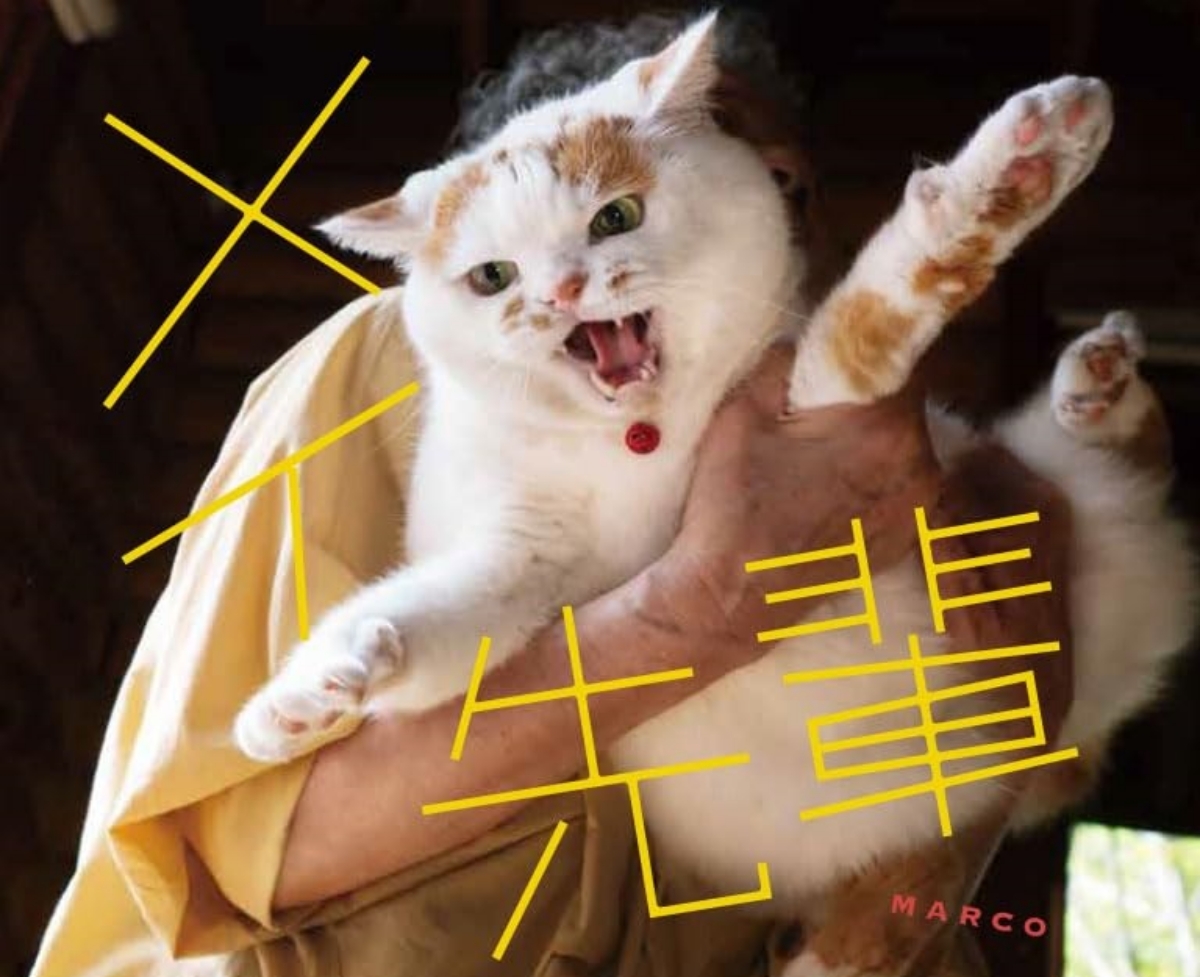 お父さんをぶん殴る猫「メイ先輩」、ついに写真集発売 己の道を