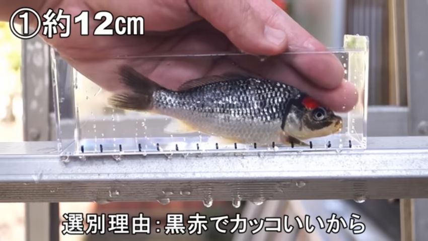 赤と黒の模様が格好良い体長約12センチのニシキゴイ