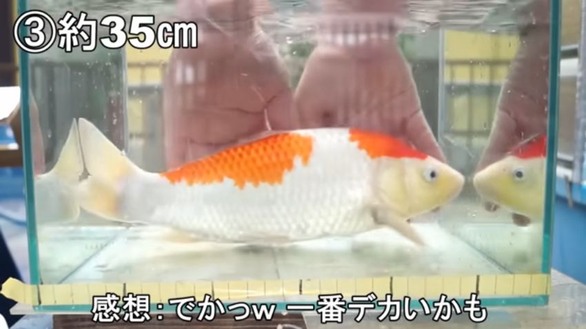 約35センチになった大きなニシキゴイ