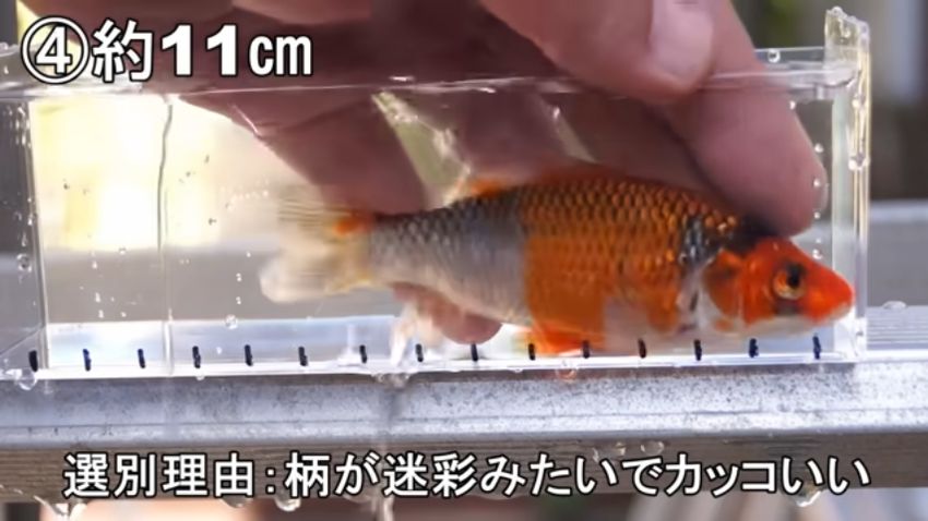 迷彩柄のニシキゴイ