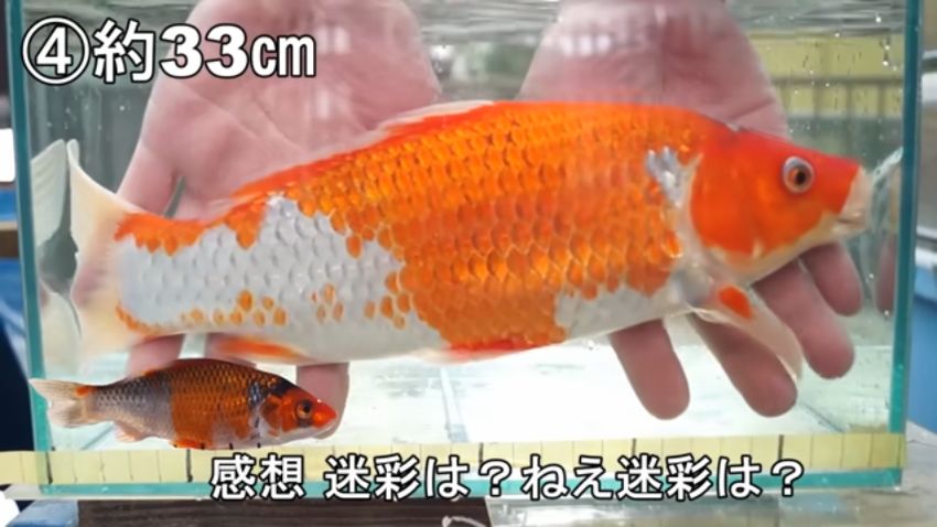 2色になって迷彩柄ではなくなったニシキゴイ