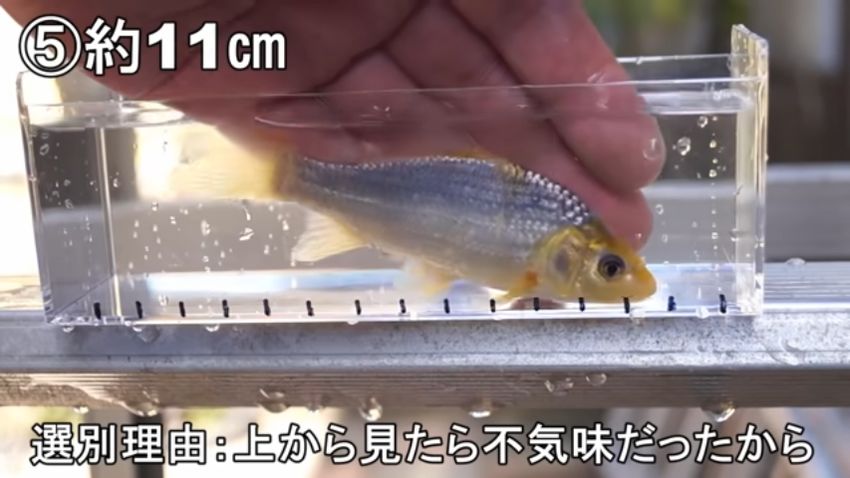 黒みがかったカラーリングのニシキゴイ