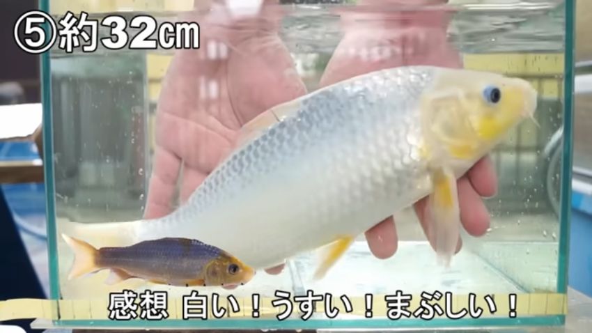 黒から一転して真っ白になったニシキゴイ