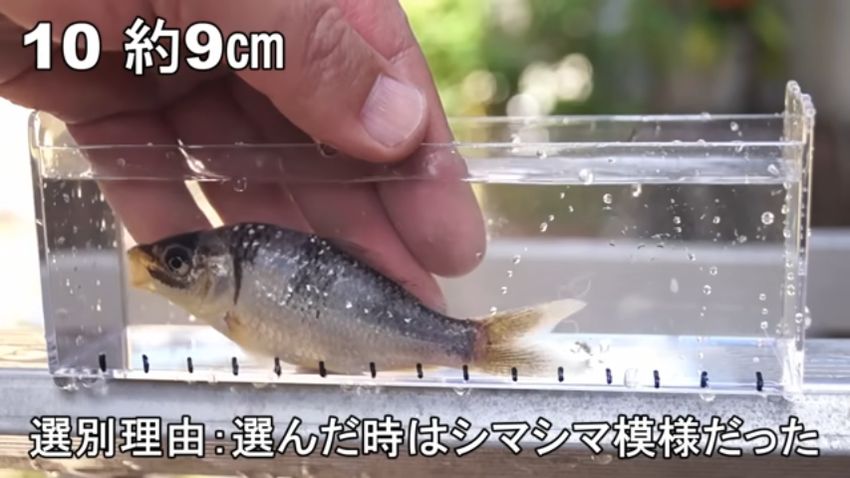 黒と銀の縞模様のニシキゴイ