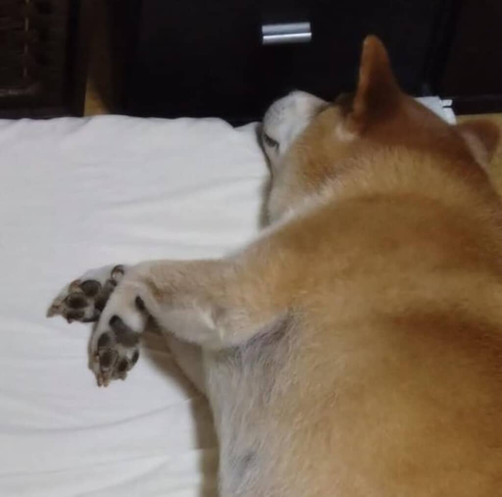 ふとんで飼い主さんを待つテツくん