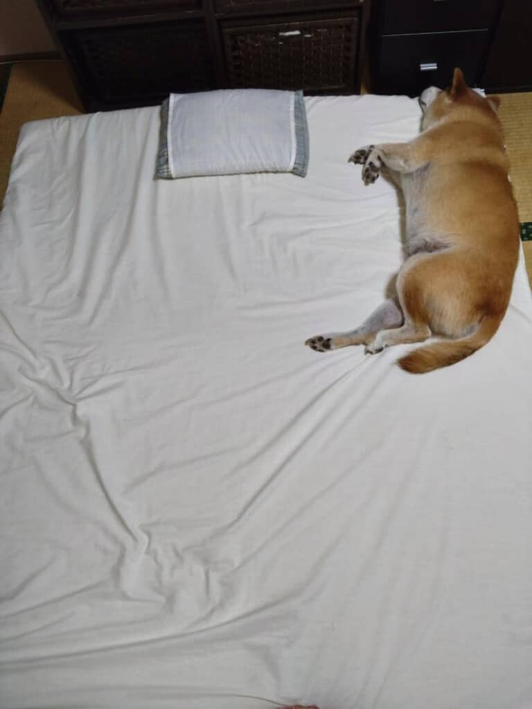 飼い主さん思いで、遠慮がちなテツくん