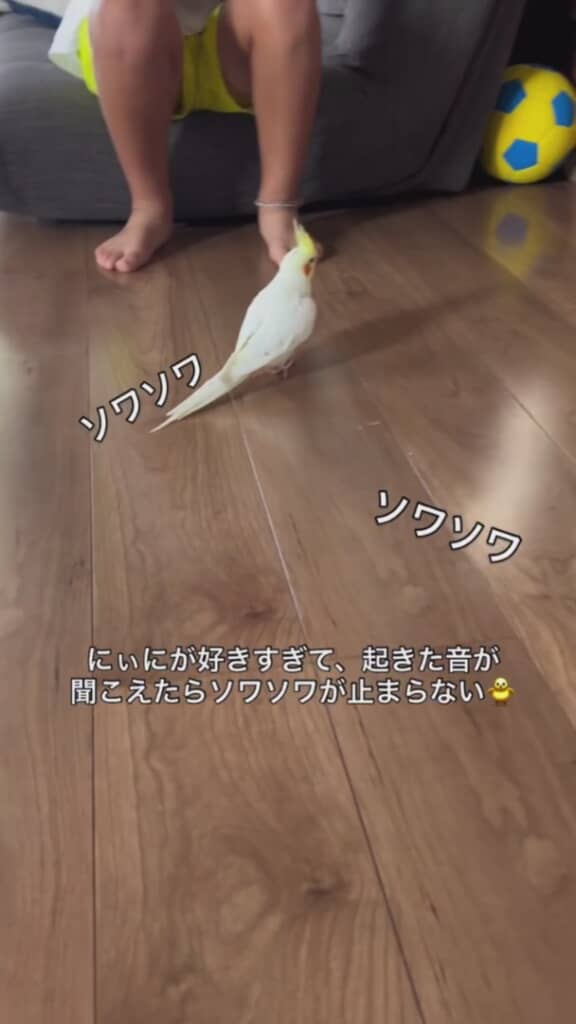 ソワソワ歩き回るサニーちゃん