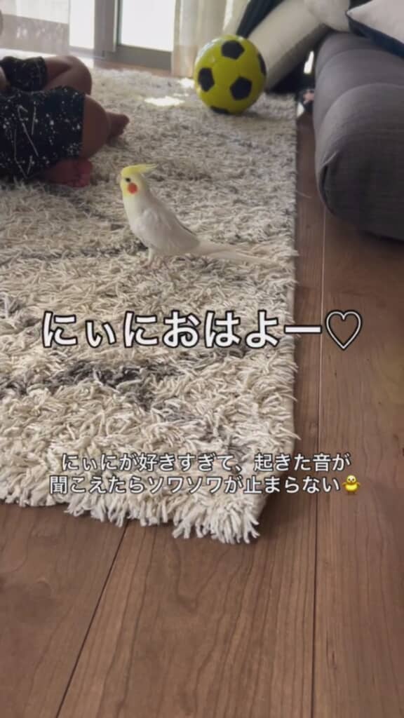 お兄ちゃんに一直線なサニーちゃん