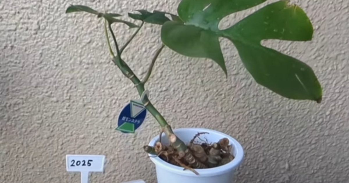 スーパーで“見切り品200円”の観葉植物を購入→3カ月後……　アッと驚く変貌に「見事」「楽しそう」の声 | その他生き物 ねとらぼ