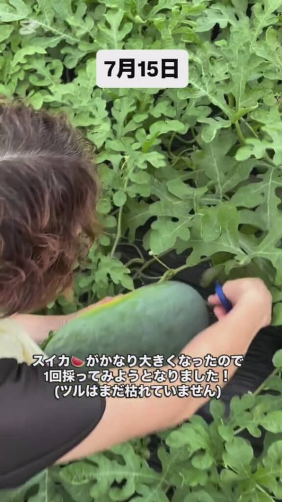 スイカを初収穫するいしかわ家