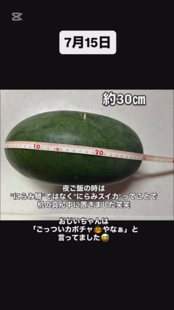 カボチャにも見間違える大きさ