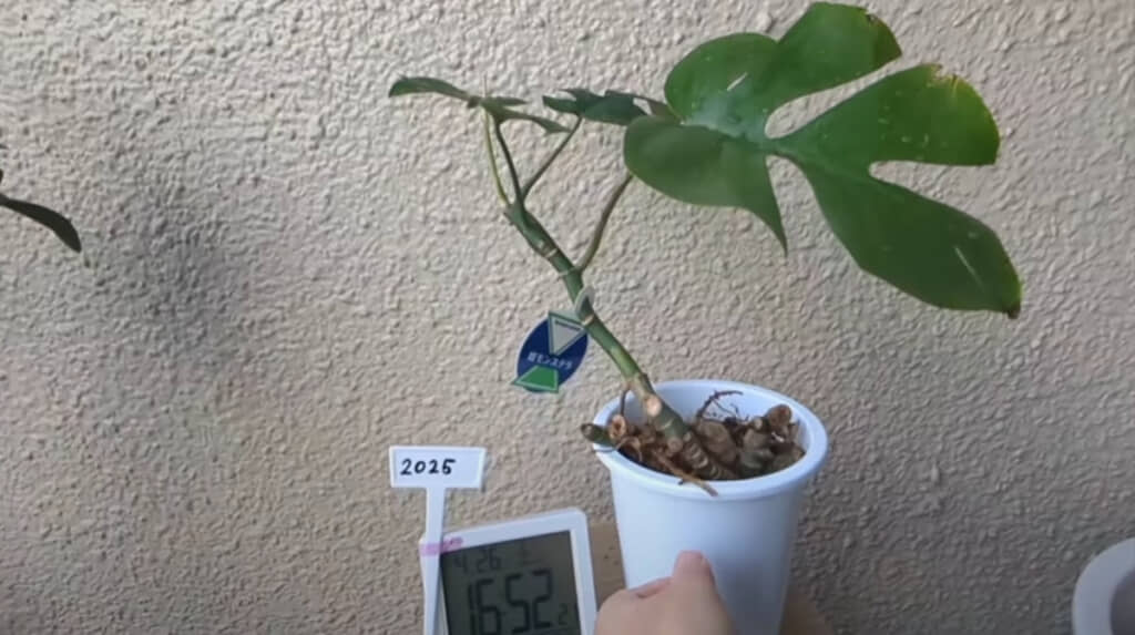 スーパーで220円で購入した見切り品の「ヒメモンステラ」