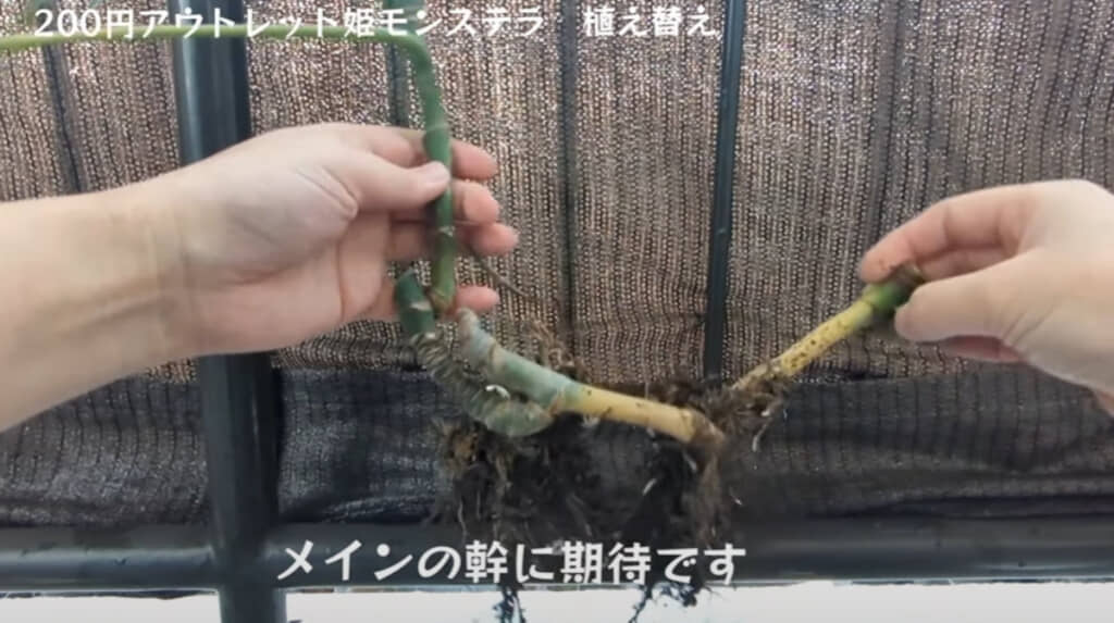 左がメインの茎