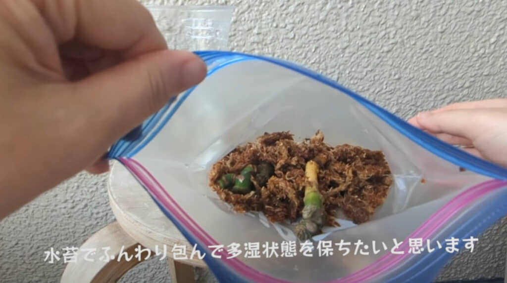 水苔と一緒にジップロックに入れて様子を見ることに