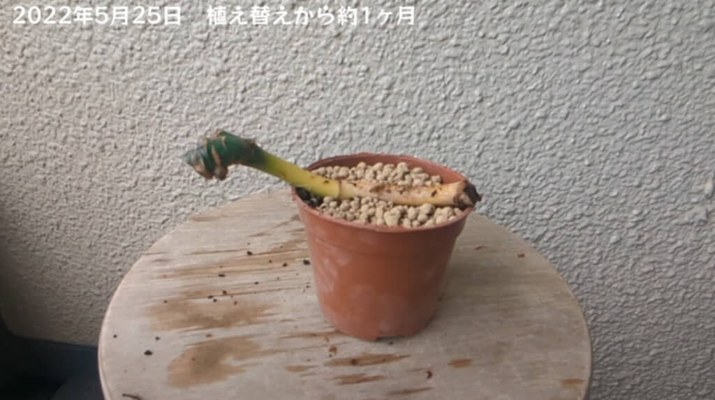 小さい茎は横にして土に植えています