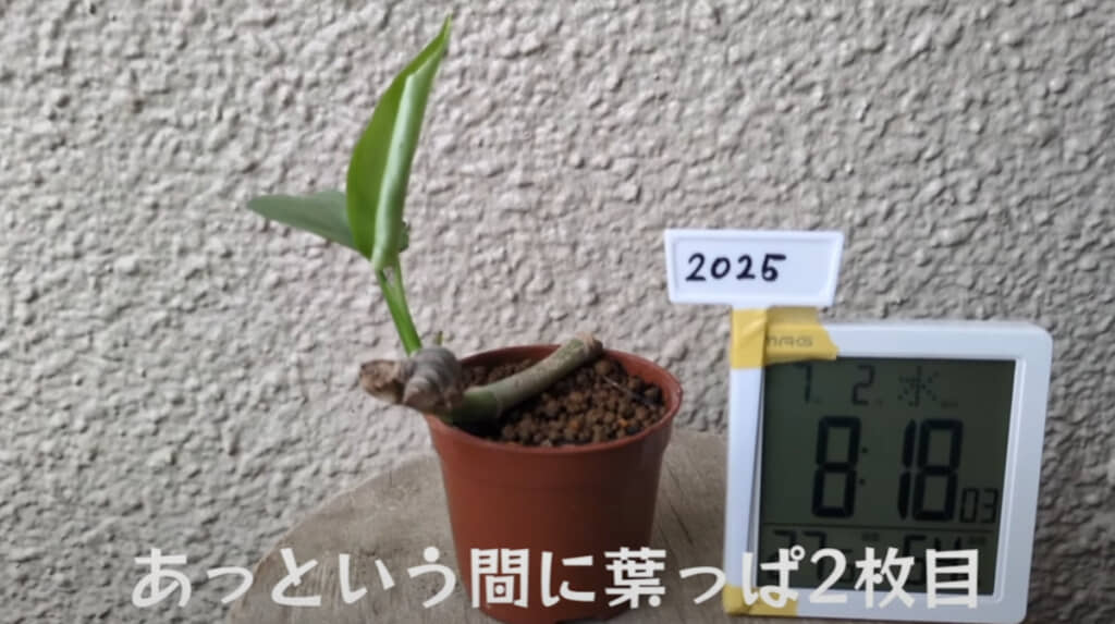 小さい茎からも芽が出て、葉が徐々に成長していく様子が