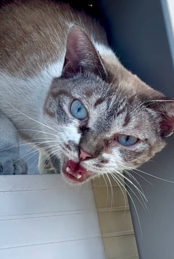 ここから降りたいけど、怖くて威嚇する猫ちゃん