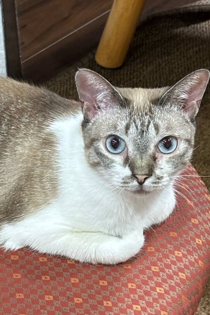 警戒心MAXだった状態からおだやかな表情に