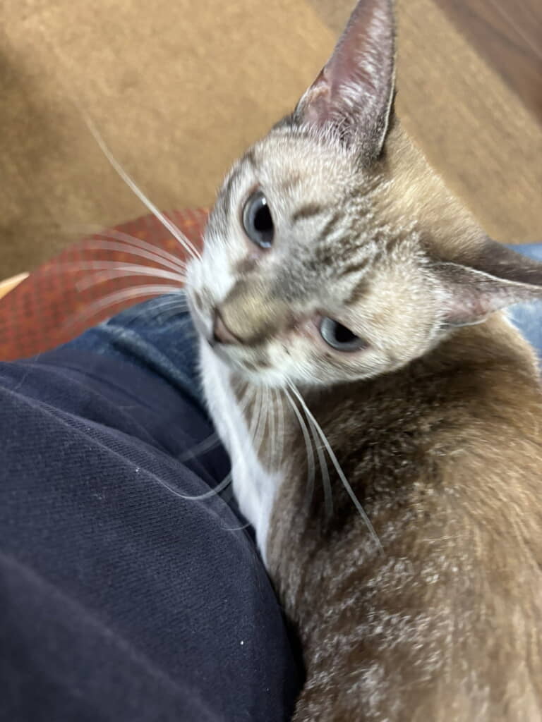 おひざに乗るのも大好き