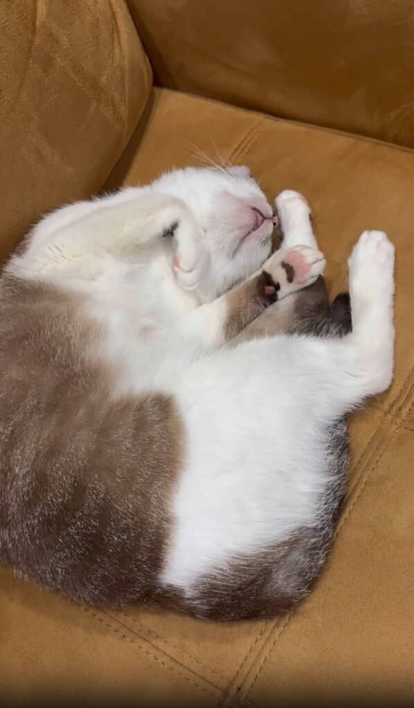 無防備な寝相でスヤァ……