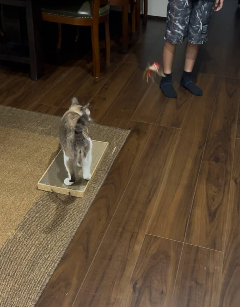 爪とぎを買ってもらってご機嫌さん