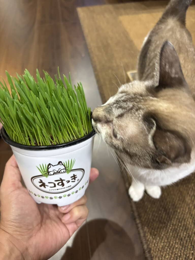 いろんな猫アイテムが増えていきますね◎