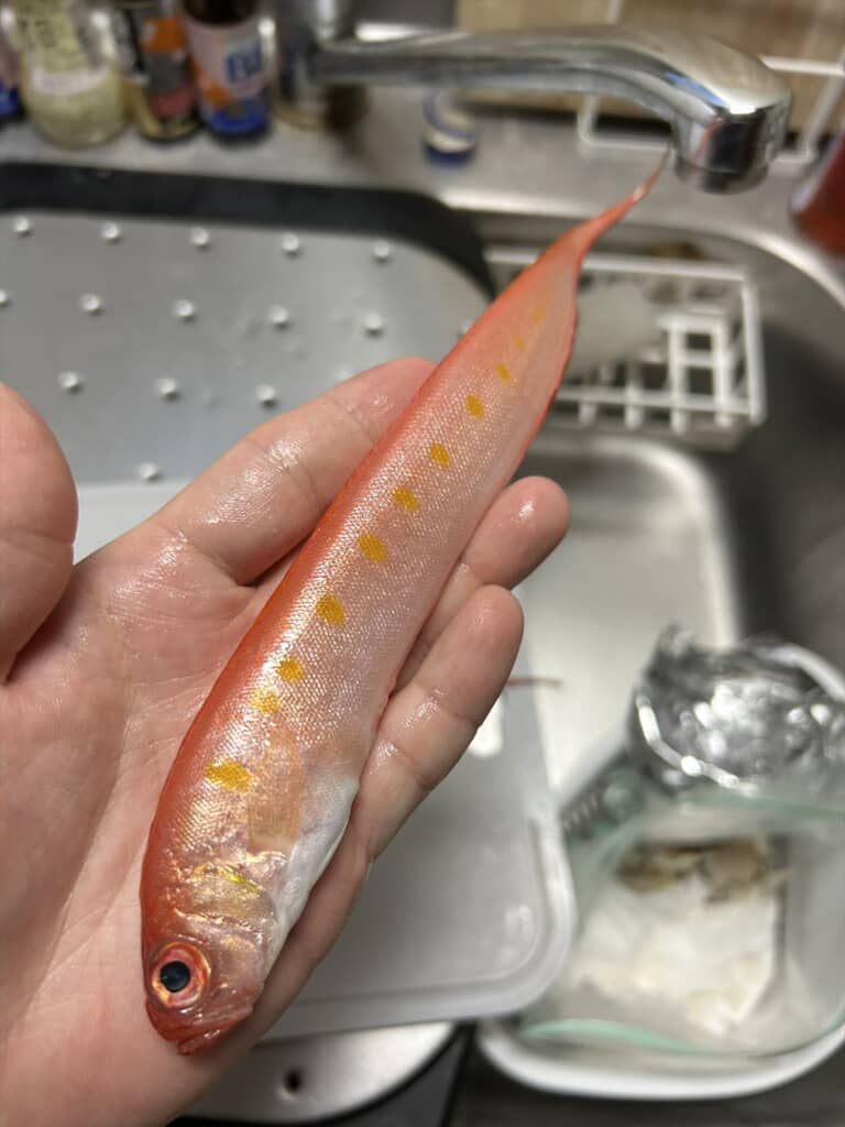 地方スーパーで見つけた珍魚「アカタチ」
