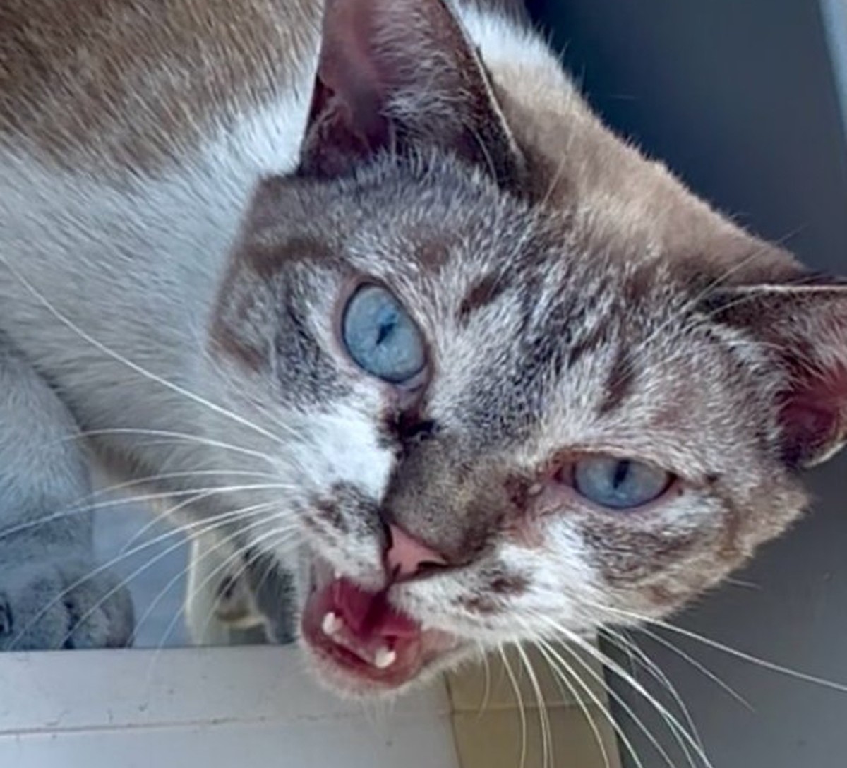 ←炎天下でぐったりの野良猫、シャー顔で威嚇→救出して3週間後には……　123万表示の衝撃ビフォアフに「これは別猫だー」「ほんま泣ける」（1/3） | ねとらぼ