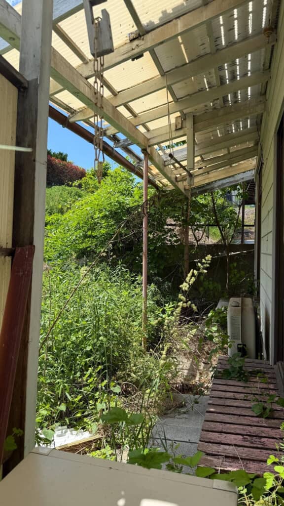 雑草がボーボーの庭