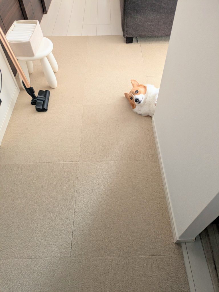 外へ出ようとする飼い主さんを見つめています