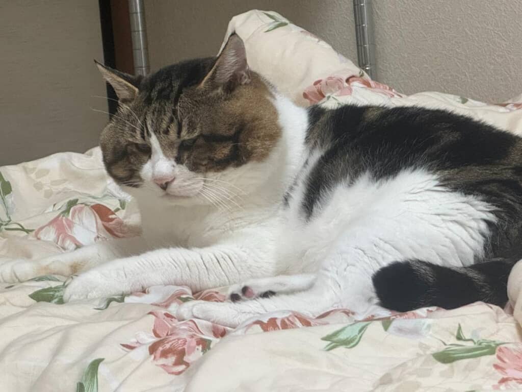 実家で暮らすにゃにゃくん